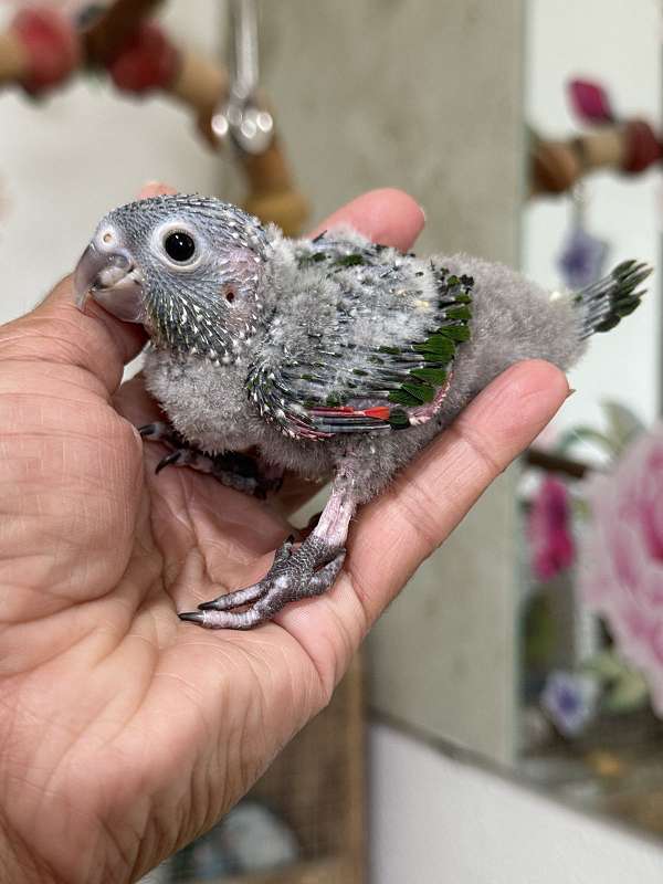 black-capped-conure-for-sale