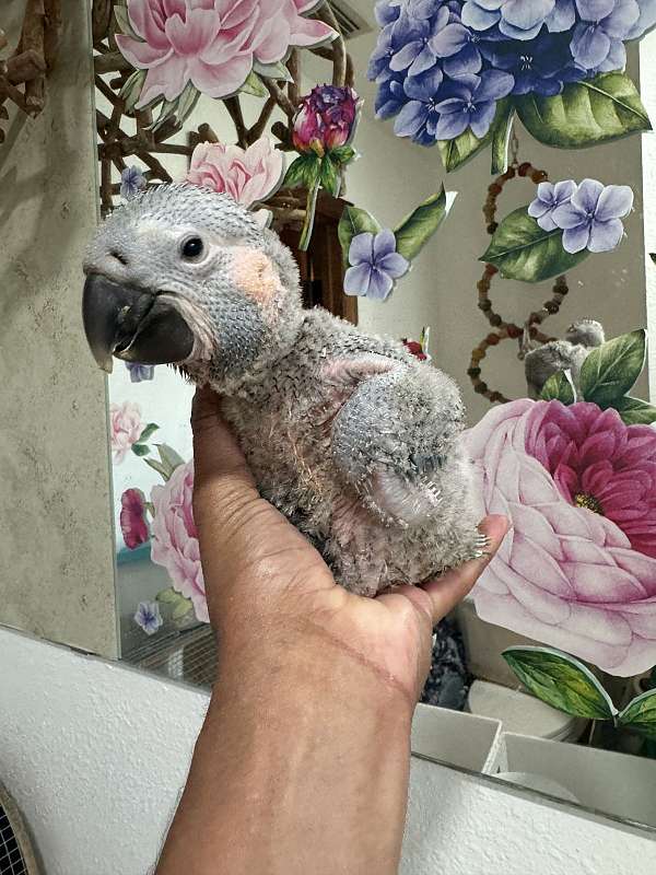 blue-throat-macaw-for-sale