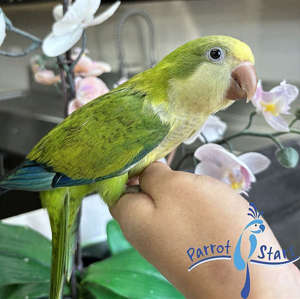 quaker-parrots-for-sale