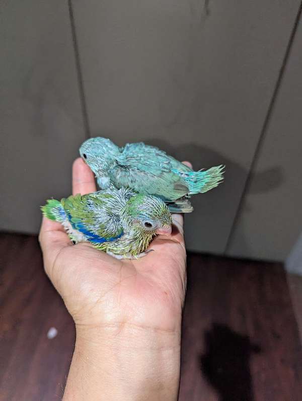 parrotlet-for-sale
