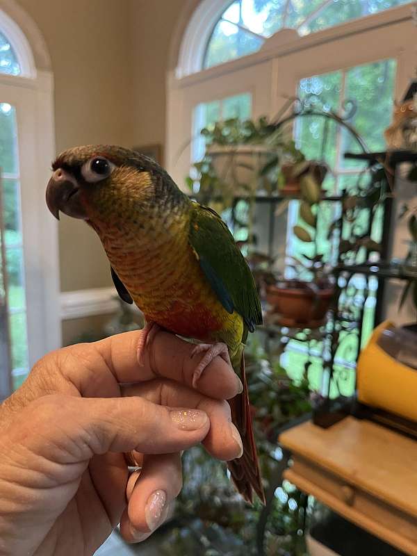 bird-parrot-for-sale-in-fuquay-varina-nc