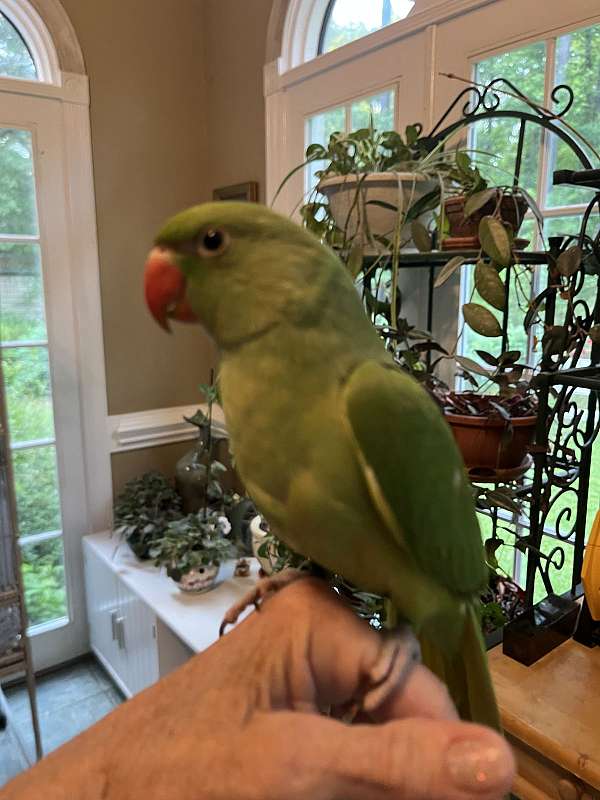 ringneck-parakeet-for-sale-in-fuquay-varina-nc