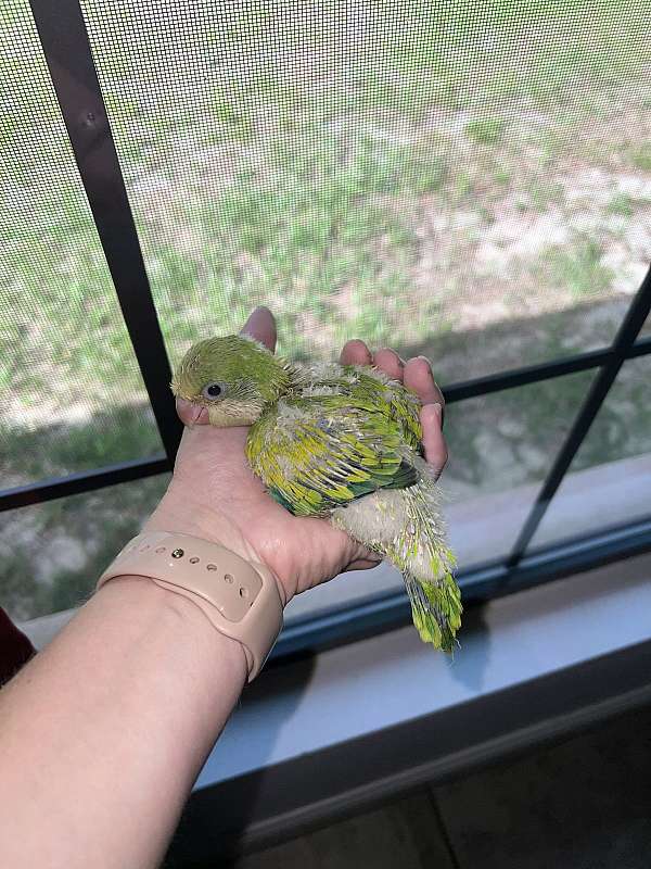 quaker-parrots-for-sale