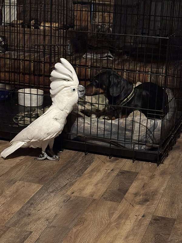 umbrella-cockatoo-for-sale-in-marshall-nc