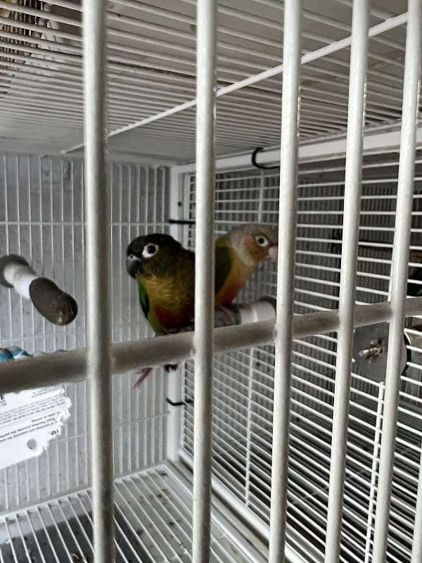 conure-for-sale