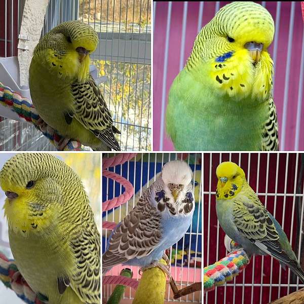 budgerigar-parakeet-for-sale