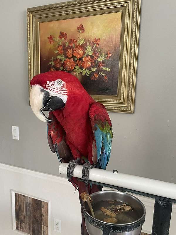 macaw-for-sale