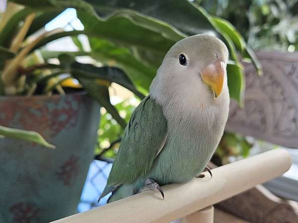lovebird-for-sale-in-vergennes-vt