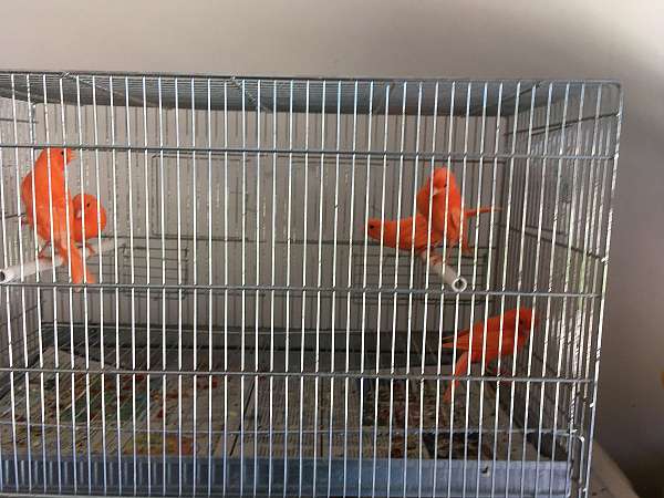 bird-parrot-for-sale-in-myrtle-beach-sc