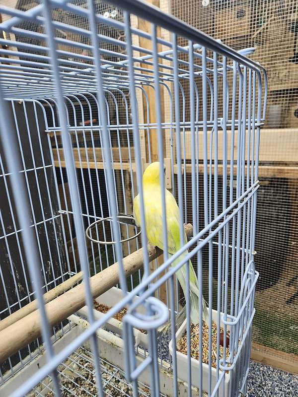 yellow-bird-for-sale-in-indian-orchard-ma