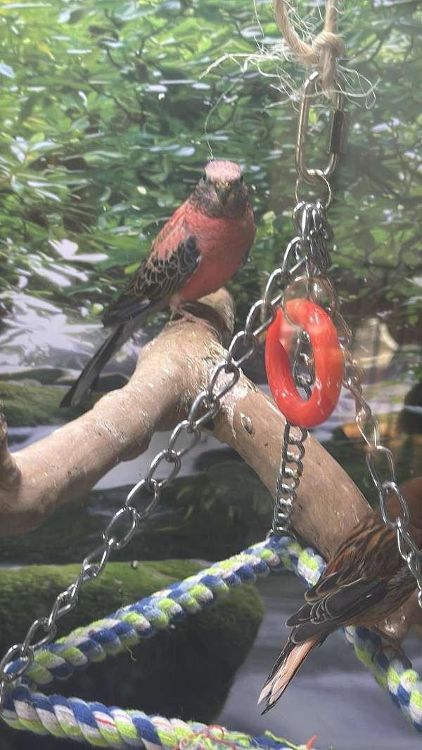 bourke-parakeet-for-sale-in-indian-orchard-ma