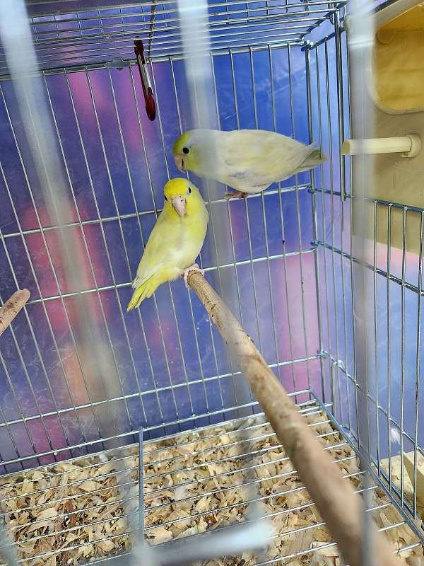 parrotlet-for-sale