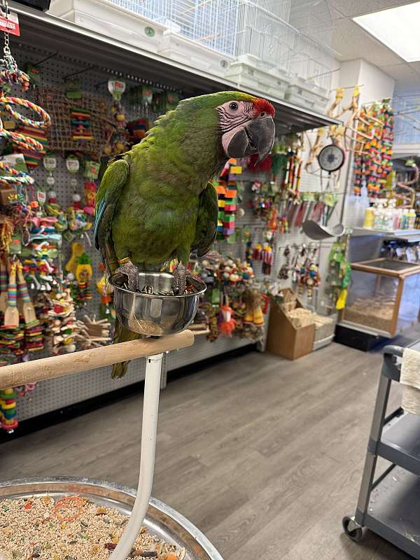 military-macaw-for-sale-in-port-jefferson-station-ny