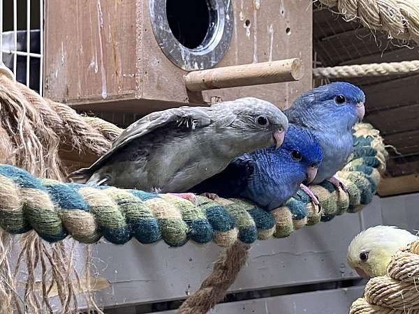 cobalt-bird-for-sale-in-new-york-ny
