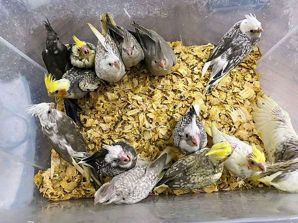 cockatiel-for-sale