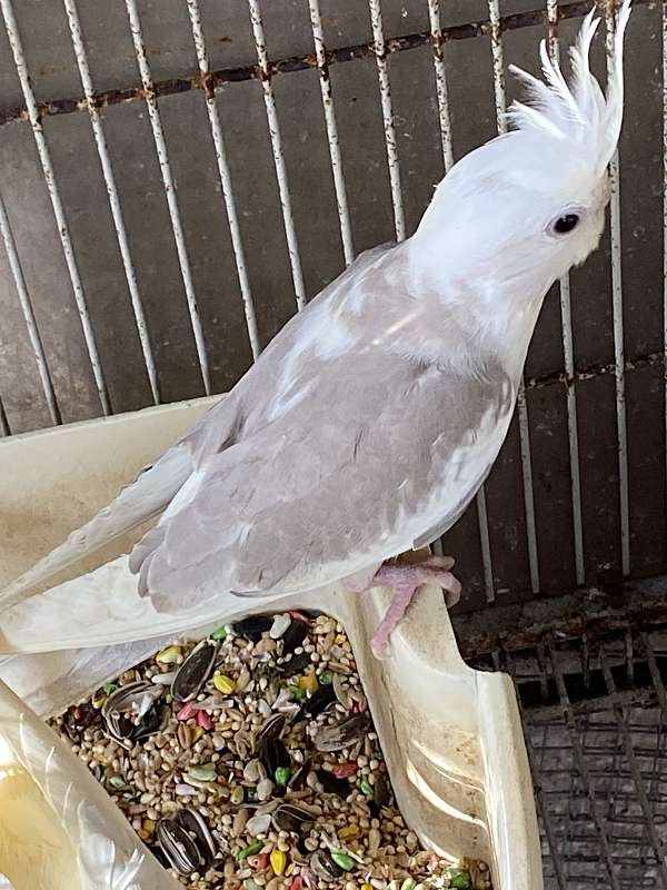 cockatiel-for-sale