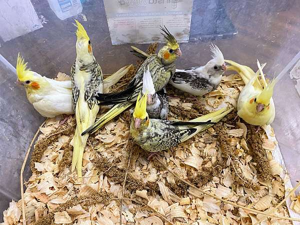 cockatiel-for-sale
