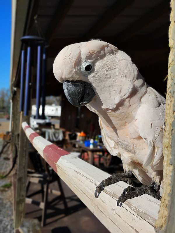 moluccan-cockatoo-for-sale-in-johnson-city-tn