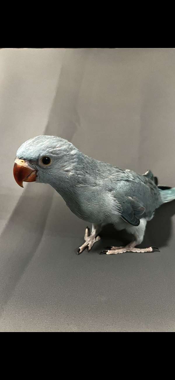 parakeet-for-sale-in-winter-springs-fl