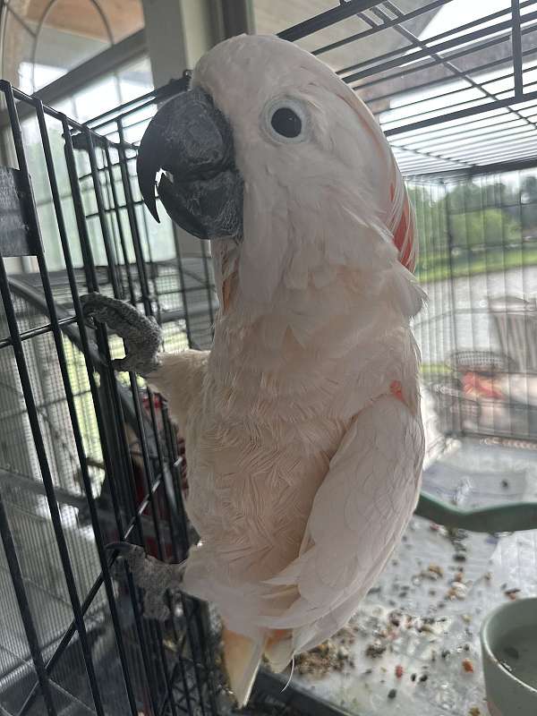 moluccan-cockatoo-for-sale-in-okc-ok