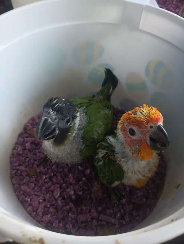 nanday-conure-for-sale-in-austell-ga