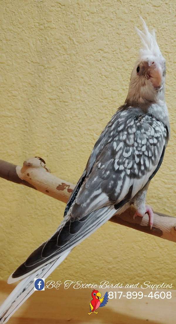 cockatiel-for-sale