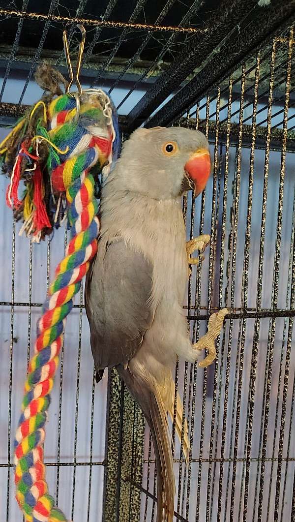 ringneck-parakeet-for-sale-in-fall-branch-tn
