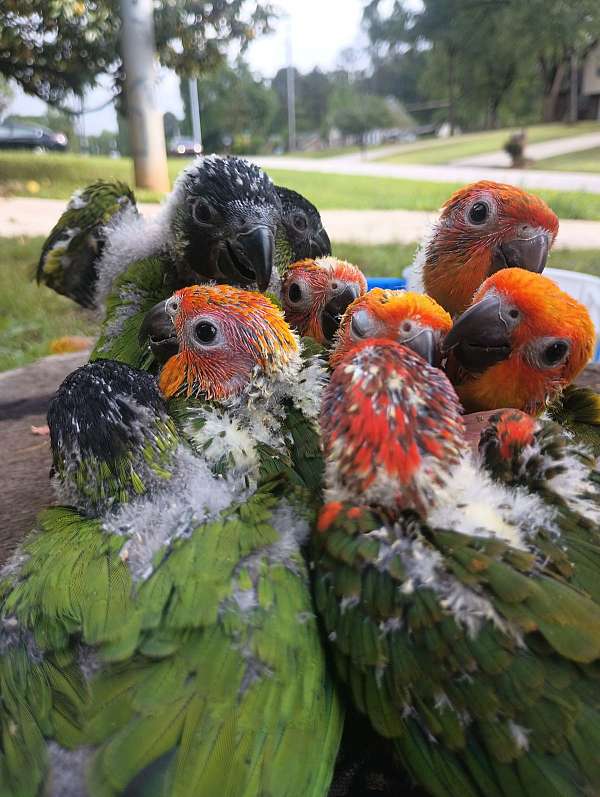 sun-conure-for-sale-in-austell-ga
