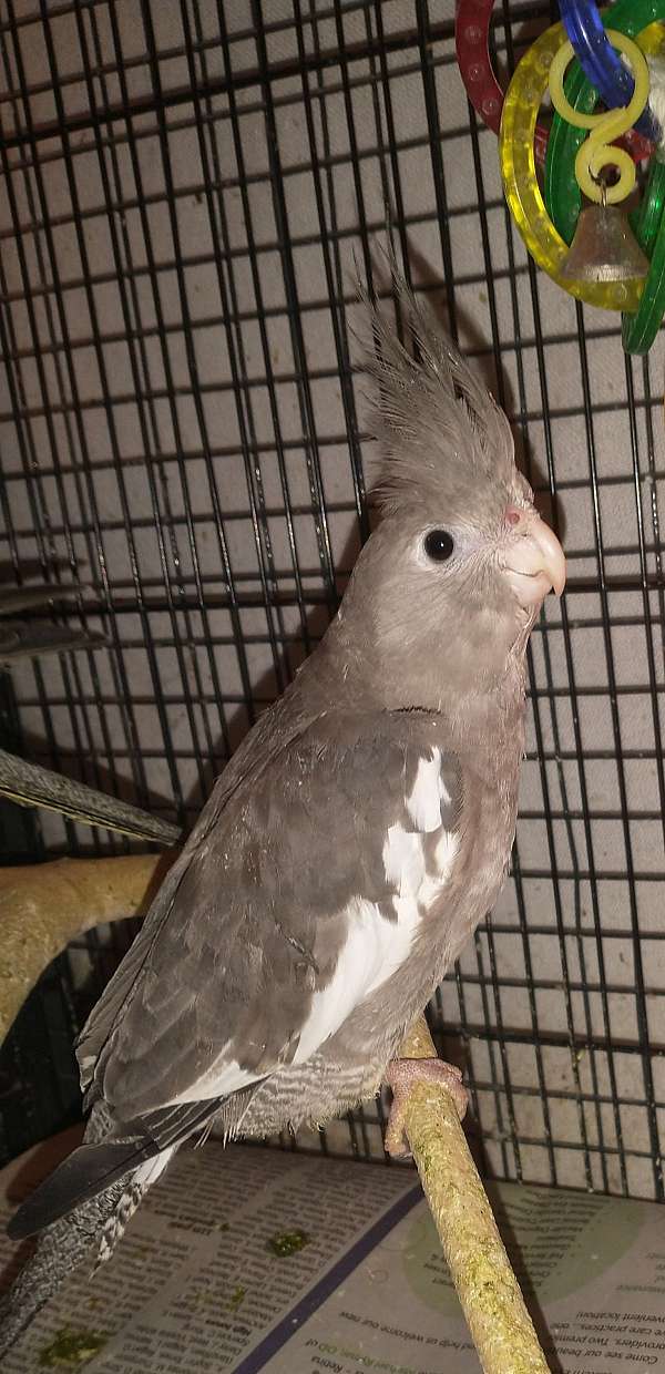 bird-parrot-for-sale-in-freeland-pa