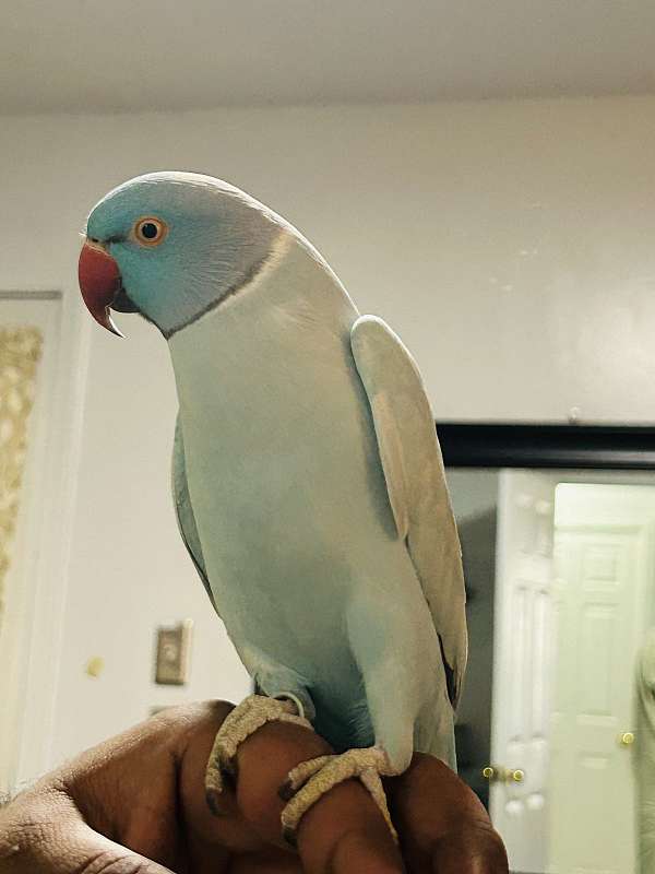 ringneck-parakeet-for-sale