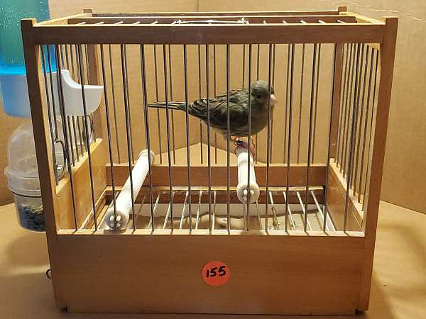 spanish-timbrado-canary-for-sale