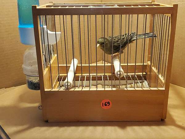 spanish-timbrado-canary-for-sale