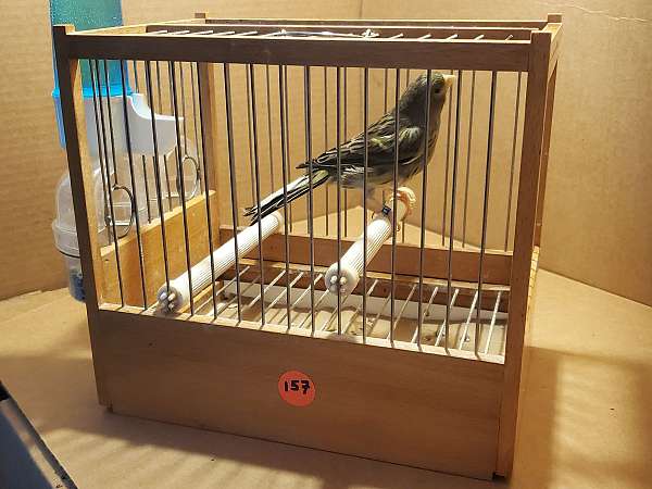 spanish-timbrado-canary-for-sale