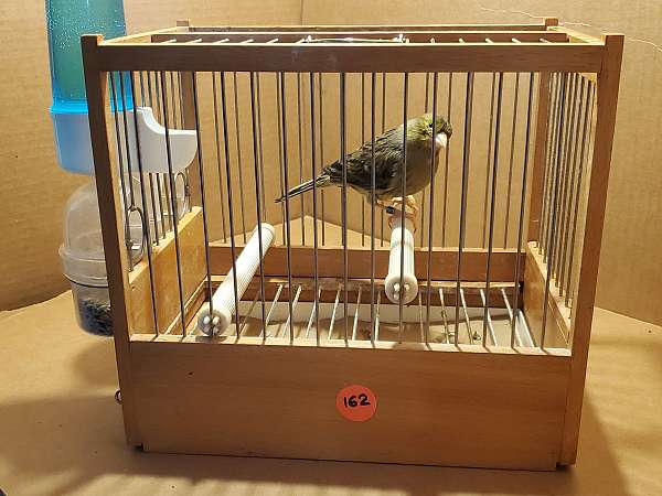 spanish-timbrado-canary-for-sale