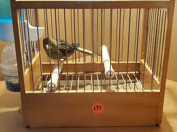 spanish-timbrado-canary-for-sale