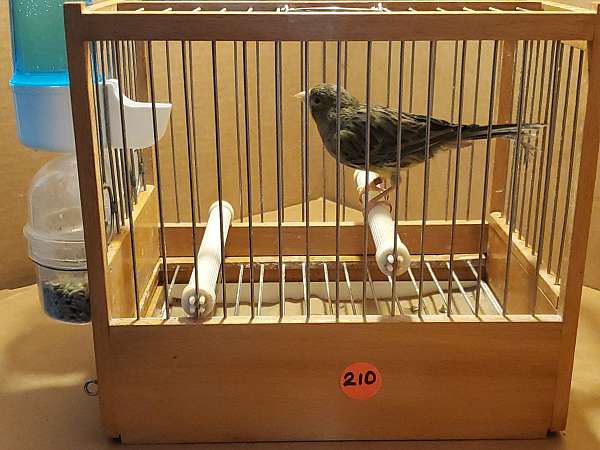 spanish-timbrado-canary-for-sale