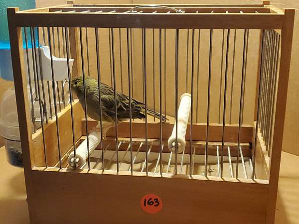 canary-for-sale