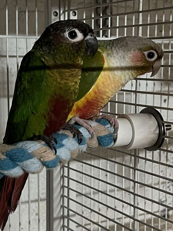 conure-for-sale