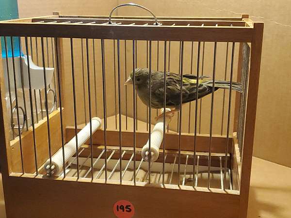 spanish-timbrado-canary-for-sale