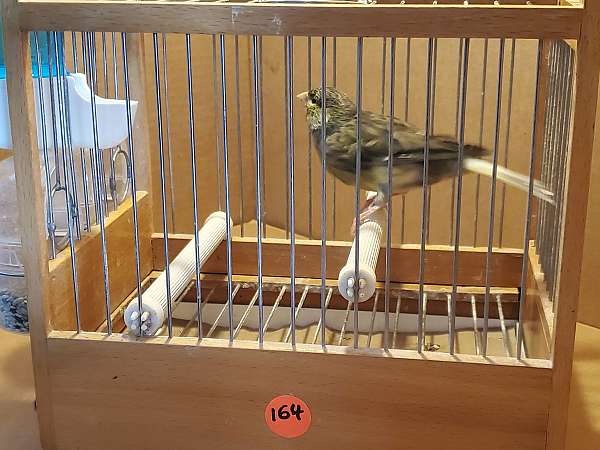 spanish-timbrado-canary-for-sale