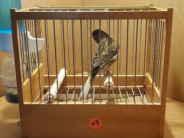 spanish-timbrado-canary-for-sale