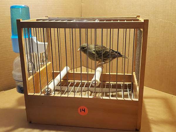 spanish-timbrado-canary-for-sale