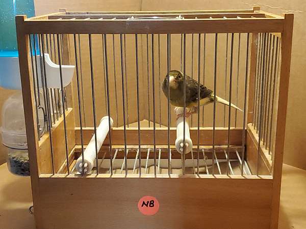 spanish-timbrado-canary-for-sale