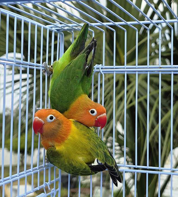 green-opaline-bird-for-sale-in-davenport-fl