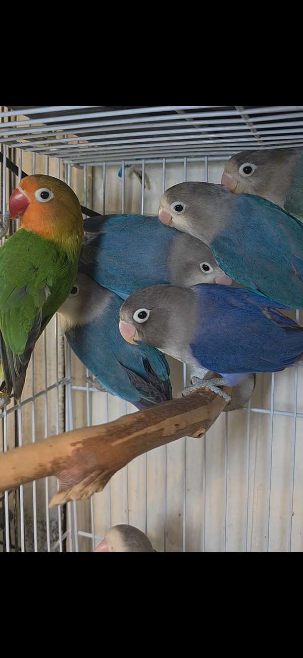 fischers-lovebird-for-sale