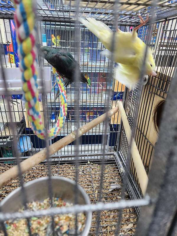 canary-parakeet-for-sale-in-indian-orchard-ma
