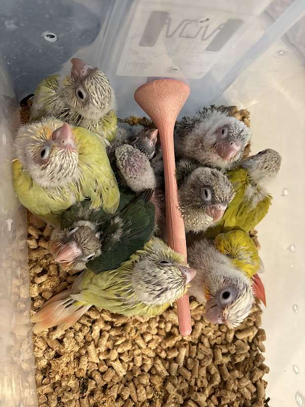 green-cheek-conure-for-sale