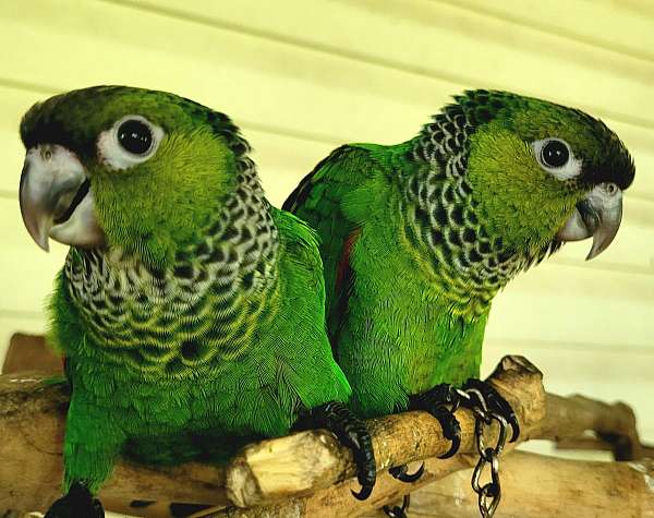 cute-playful-bird-for-sale-in-dover-fl