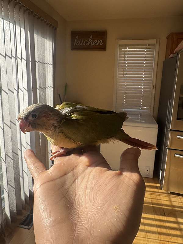 green-cheek-conure-for-sale