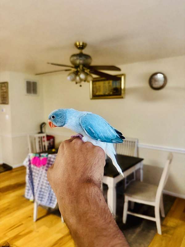 ringneck-parakeet-for-sale